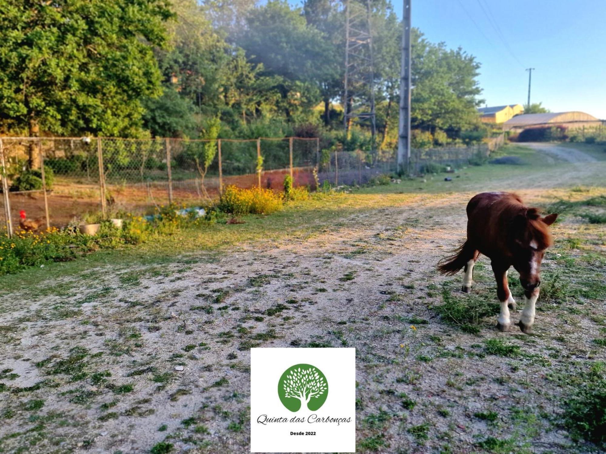Quinta Das Carboncas 파페 외부 사진